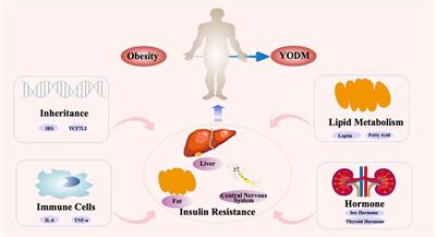Reassessing type 2 diabetes in adolescents and its management strategies based on insulin resistance
